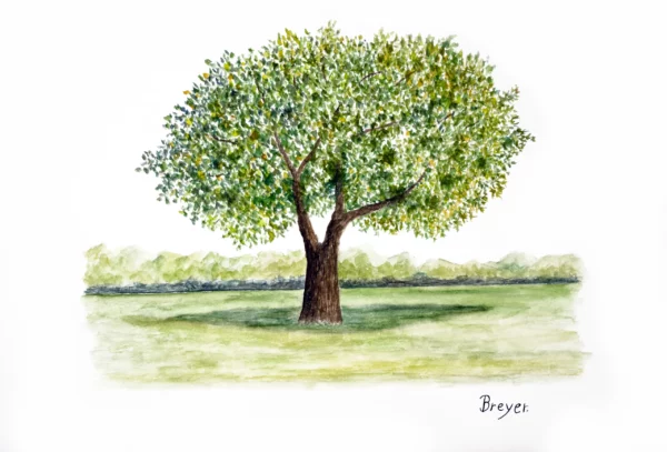 Tree Two